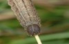 Erebia melas: Larva (e.o. Olympus 2012/2013) [S]