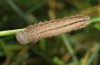 Erebia melas: Larva just in last instar (e.o. Olympus, 2012/2013) [S]
