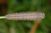 Erebia melas: Larva in penultimate instar (e.o. Mount Olympus, Greece, 2012/2013) [S]