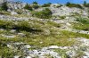 Erebia meolans: Habitat in W-Valais on 2000m above sea level [N]