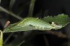 Apatura metis: L5 larva (NW-Bulgaria, 2018) [S]