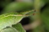 Apatura metis: L5 larva (NW-Bulgaria, 2018) [S]