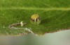 Apatura metis: Egg some days after oviposition (NW-Bulgaria, 2018) [S]