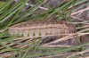 Erebia montana: Raupe im letzten Stadium (Wallis) [S]