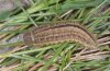 Erebia montana: Larva in last instar (Valais, Switzerland) [S]