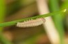 Erebia neoridas: Young larva lateral [S]