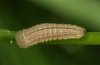 Erebia neoridas: Half-grown larva [S]