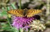 Argynnis niobe: Männchen (Wallis, August 2008) [N]