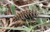 Argynnis niobe: Raupe [N]