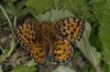 Argynnis niobe: Weibchen [S]