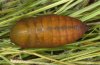 Erebia nivalis: Puppe dorsal [S]