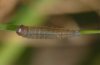 Erebia nivalis: L2-larva (e.o. Großglockner-Hochalpenstraße) [S]