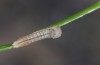Oeneis norna: Larva in the first instar (e.o. rearing, N-Finland, Kilpisjärvi, oviposition in late June 2020) [S]