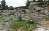 Melanargia occitanica: Larvalhabitat in der Provence (April 2013). An solchen Stellen können die Raupen in Grasbüscheln gefunden werden. [N]