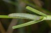 Melanargia occitanica: Young larva [S]