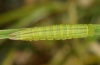 Coenonympha oedippus: Raupe im vorletzten Stadium