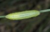 Erebia orientalis: Larva (e.o. rearing, Bulgaria, Rila Mountains, 2300m, oviposition in early August 2015) [S]