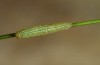 Erebia orientalis: L1 larva (e.o. Rila mountains 2013)
