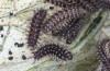 Melitaea ornata: Larvae in the third and fourth instar (e.o. N-Hungary, 2021-2022) [S]