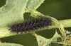 Melitaea ornata: Larva in the fourth instar (e.o. N-Hungary, 2021-2022) [S]