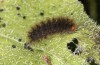 Melitaea ornata: Larvae in the antepenultimate instar before hibernation (e.o. N-Hungary, 2021-2022) [S]