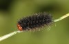 Melitaea ornata: Larva in the penultimate instar (e.o. N-Hungary, 2021-2022) [S]