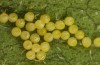 Melitaea ornata: Eggs (e.o. N-Hungary, 2021-2022) [S]