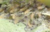 Melitaea ornata: Larvae in the first instar (e.o. N-Hungary, 2021-2022) [S]