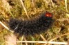 Melitaea ornata: Larva in the ultimate instar (e.o. N-Hungary, 2021-2022) [S]