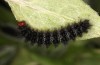 Melitaea ornata: Larva in the ultimate instar (e.o. N-Hungary, 2021-2022) [S]