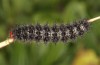 Melitaea ornata: Larva in the ultimate instar (e.o. N-Hungary, 2021-2022) [S]