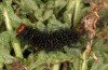 Melitaea ornata: Larva (N-Greece, Siatista, 12. April 2022)