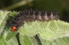 Melitaea ornata: Larva (N-Greece, Siatista, 18. April 2022) [S]