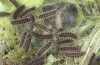 Melitaea ornata: Larvae in the third instar (e.o. N-Hungary, 2021-2022) [S]