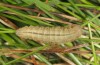 Erebia ottomana: Raupe (e.l. Mont Lozère, Anfang Juni 2013) [S]