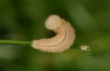 Erebia ottomana: Halbwüchsige Raupe (e.o. Mont Lozère 2012) [S]