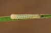 Erebia palarica: Larva in the first instar (e.o., NW-Spain, Picos de Europa, Puerto de San Glorio, 1600m, oviposition early July 2016) [S]