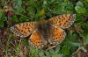 Boloria pales: Female (Lüner See, August 2010) [N]