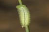 Coenonympha pamphilus: L4-Raupe im letzten Stadium (e.o. Isny, 2020) [S]