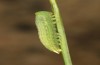 Coenonympha pamphilus: L4-Raupe im letzten Stadium (e.o. Isny, 2020) [S]