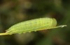 Coenonympha pamphilus: L4-Raupe (e.o. Isny, 2020) [S]