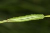 Coenonympha pamphilus: L4-Raupe (e.o. Isny, 2020) [S]