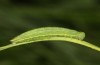 Coenonympha pamphilus: L4-Raupe (e.o. Isny, 2020) [S]