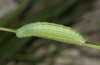 Coenonympha pamphilus: Raupe L4 ausgewachsen (Südtirol, Taufers, 02.04.2017) [S]