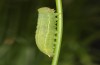 Coenonympha pamphilus: L4-Raupe (e.l. Heidenheim, Raupenfunde Anfang März 2024) [S]