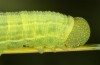 Coenonympha pamphilus: L4-Raupe (e.o. Isny, 2020) [S]