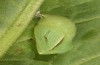 Coenonympha pamphilus: Puppe (e.l. Heidenheim, Raupenfunde Anfang März 2024) [S]