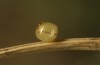 Coenonympha pamphilus: Ei nach einigen Tagen (Isny, Eiablage 19. Mai 2020) [S]