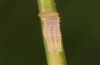Coenonympha pamphilus: L1-Raupe (e.o. Isny, 2020) [S]