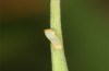 Coenonympha pamphilus: L1-Raupe (e.o. Isny, 2020) [S]